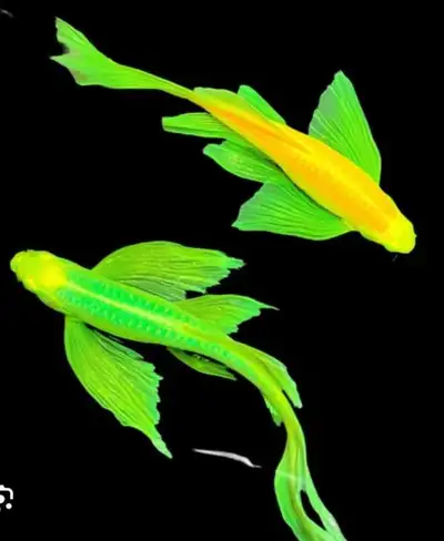 Glowlight danios , View more