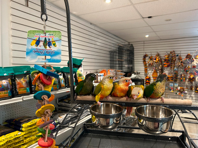 HAGEN Bird toy -35% off HARI ACTIVE PLAY 4 Way Perch Swing & Toy dans Oiseaux à adopter  à Ville de Montréal - Image 4