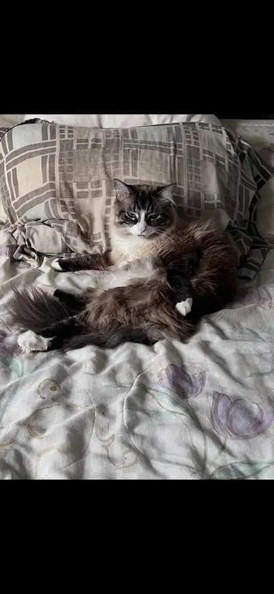 Ragdoll cat for rehoming , View more