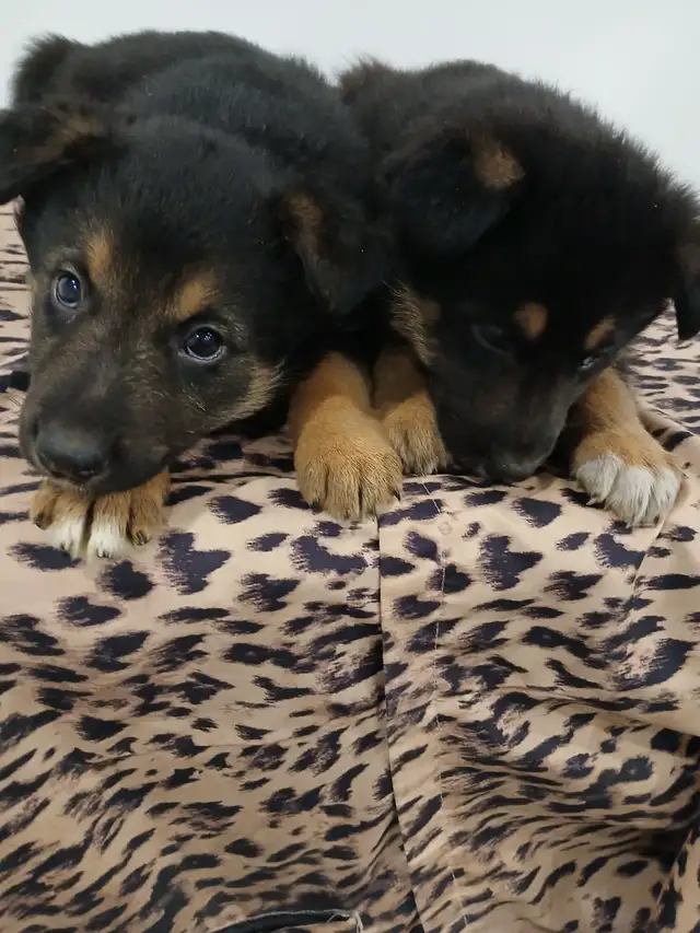 Very friendly German Shephard puppies ready to go to a new home! in Dogs & Puppies for Rehoming in City of Toronto - Image 2