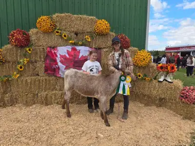 angus cross heifer, View more