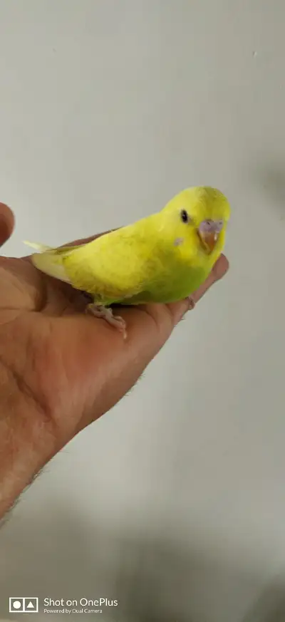 Budgies  for rehoming, View more
