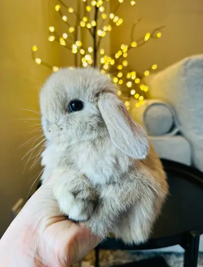 Bébés lapins mâle ❤️bélier hollandais❤️nain, View more