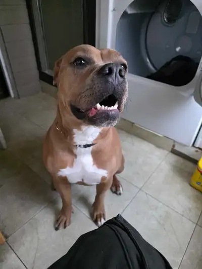 bull dog , View more