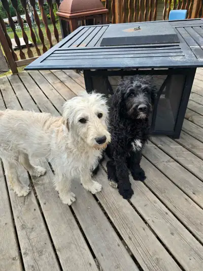 Puppies for Sale - Borderdoodles, View more