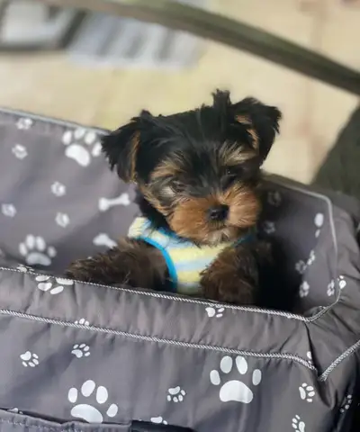 Tiny Miniature Yorkie Puppy Boy, View more