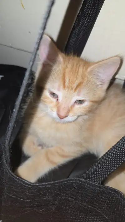 kitten for rehoming, View more