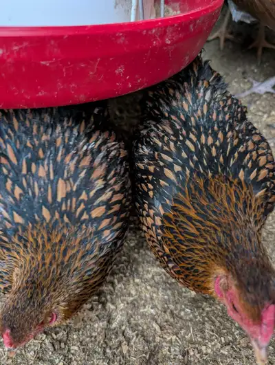 Gold laced wyandotte hatching eggs bantam , View more