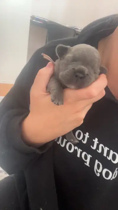 french bulldog puppies, View more