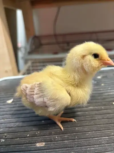 Wheaton Ameraucana chicks, View more