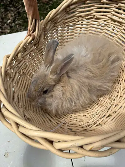 French Angora and GiantxFrench Angoras Ready to Go!, View more