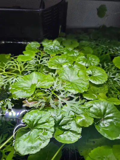 Algae for freshwater aquariums, View more