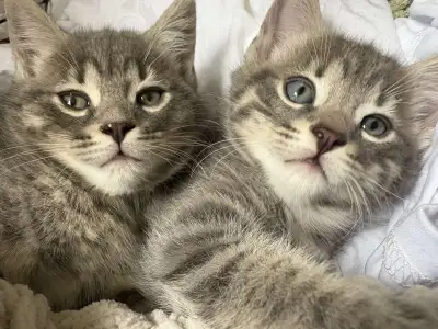 Kittens for sale, View more