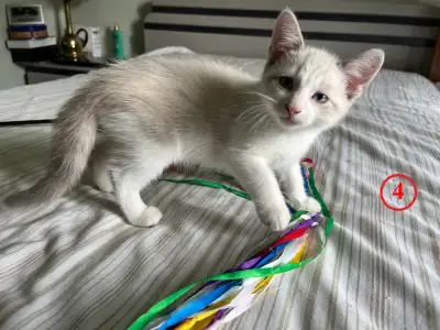 ❤️ 4 Chatons à Adopter – 2 Mois, Poil court – Voir Vidéo ❤️, View more