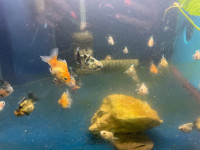 Assorted Goldfish