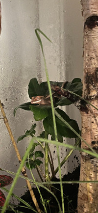Rehoming: 2.5 month old crested gecko
