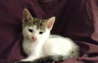 Turkish Van kittens.2 girls.Only $100. American Shorthaired $50., View more