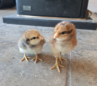 Bielefelder chicks
