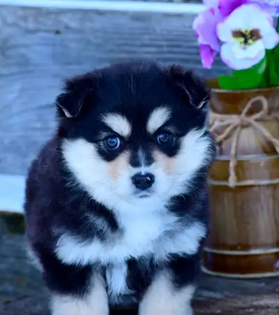 Miniature Australian Shepherd Pups, View more