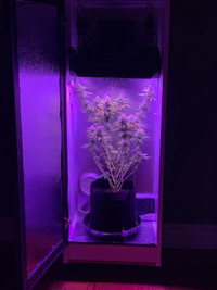 Micro Grow Carbon Filter