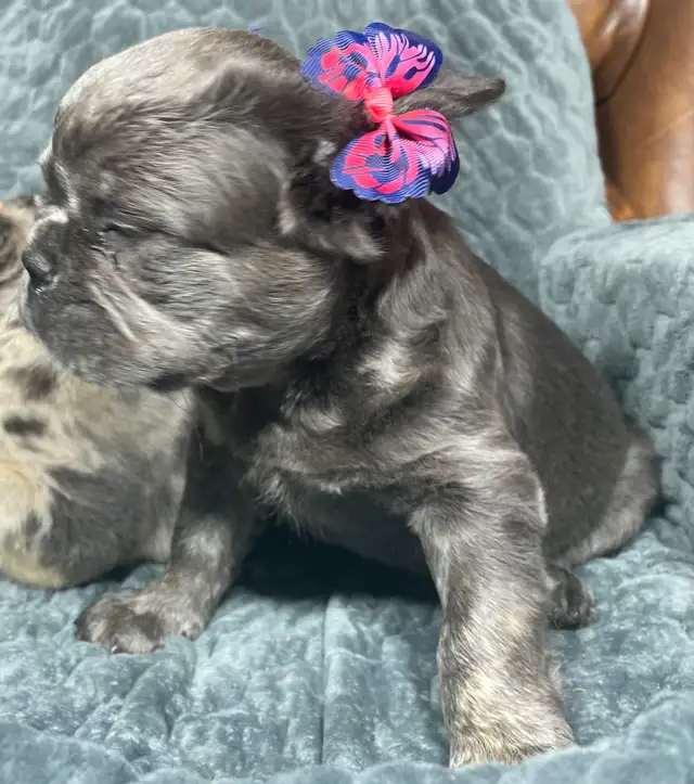 Exotic Fluffy French Bulldogs CKC in Dogs & Puppies for Rehoming in Edmonton - Image 5