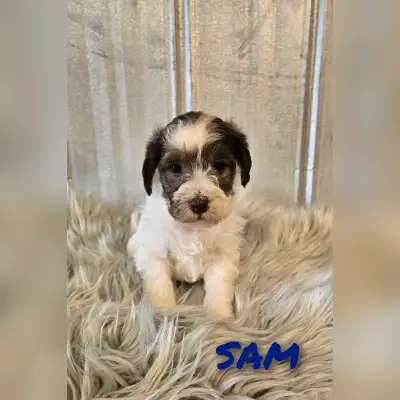 We are proud to announce our newest litter of schnoodle puppies. Born May. 5 2025 litter include: 3...