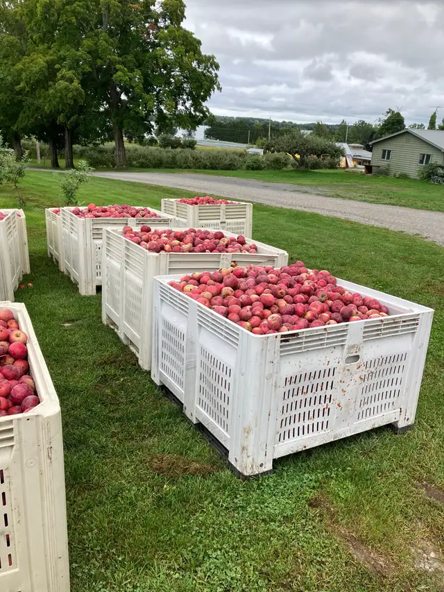 Deer Orchard Apples | Plants, Fertilizer & Soil | Belleville | Free ...