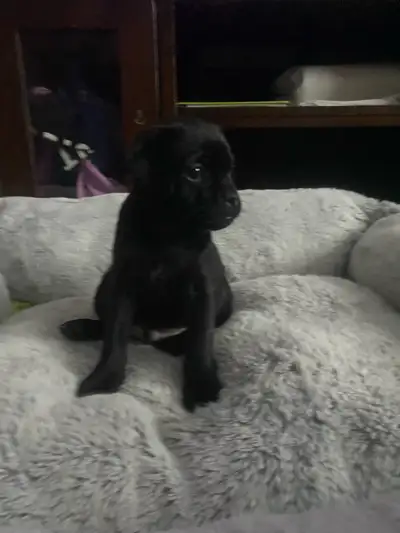 MIN PIN / PUGS  Puppies READY NOW, View more