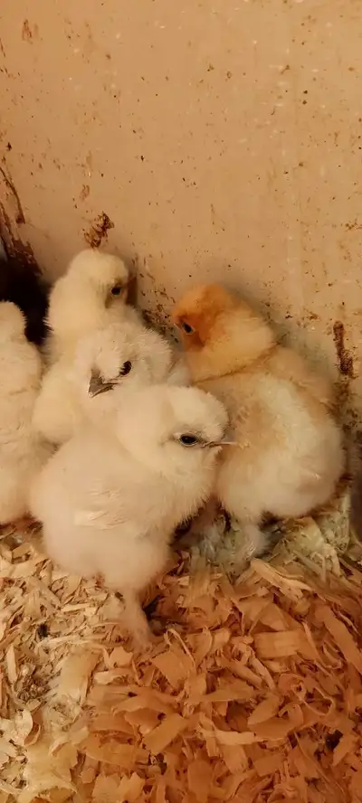 Silkie Chicks, View more