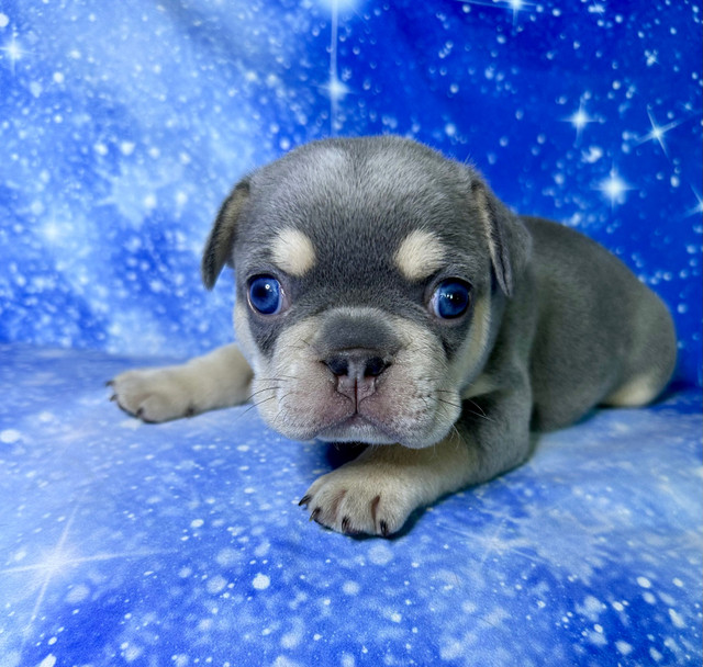 Purebred French Bulldog Puppies in Dogs & Puppies for Rehoming in Markham / York Region - Image 2