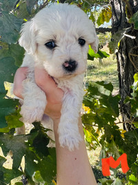 Purebred Bichon Frise (4 weeks old) 2 males available 