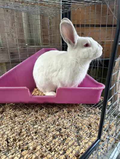 Great Featured Purebred Netherlan. White bunny rabbit, View more