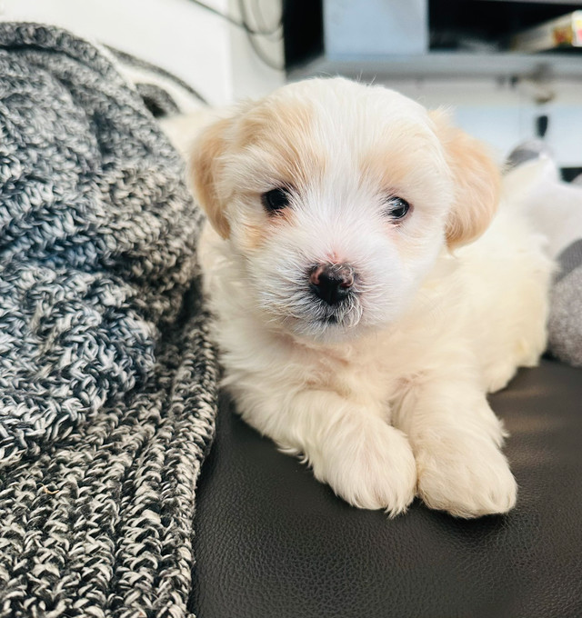 Coton de Tulear male & Biton puppy litter Dogs & Puppies for Rehoming