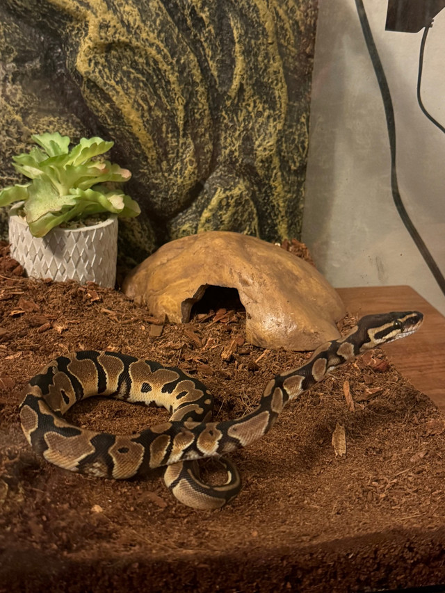ball python  in Other in Mississauga / Peel Region - Image 3