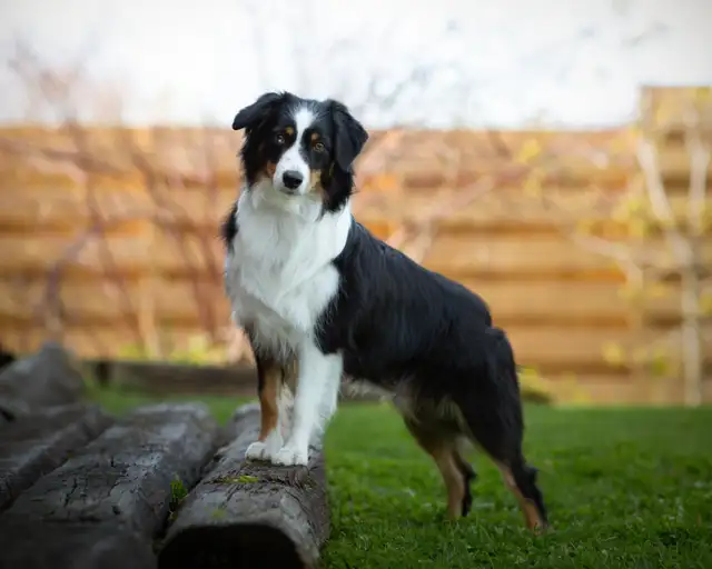 Miniature American Shepherd - Registered AKC & CKC in Dogs & Puppies for Rehoming in Gatineau - Image 2