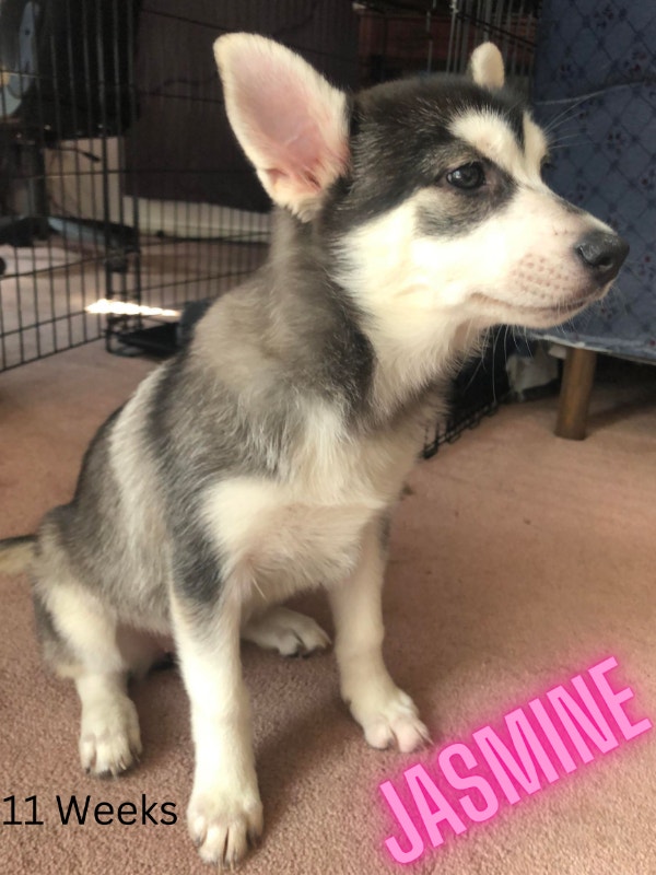 Mini Husky puppies available Dogs & Puppies for Rehoming Ottawa