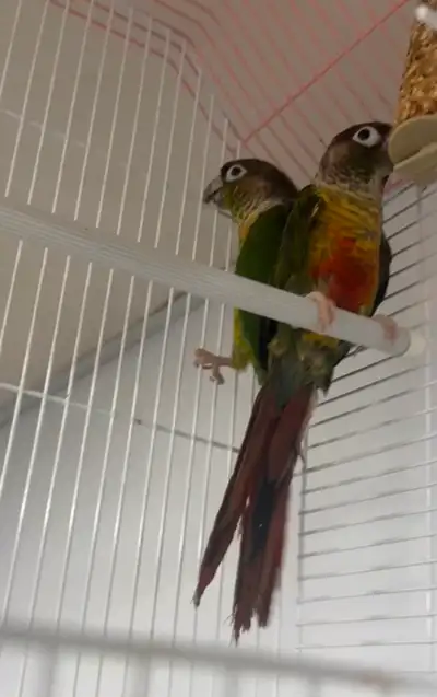I have two conures one Male one female they are a breeding pair I started working and now I just don...