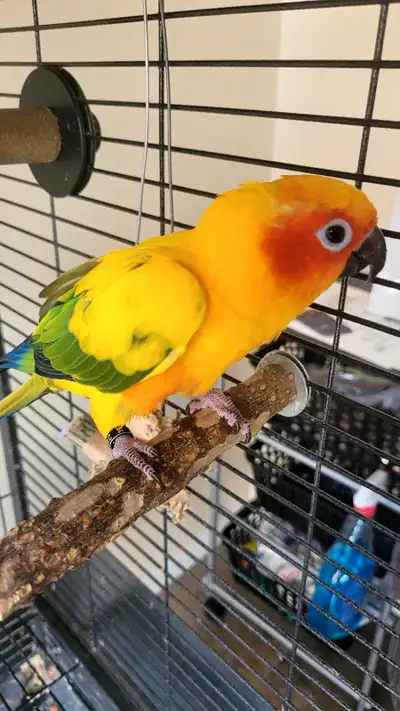 Rehoming Conures, View more