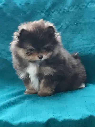 Mâle 950$ et femelle 650$ tout est à jour vaccins et vermifuge , carnet de santé, texto 438 888 9124...