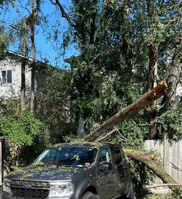 Tree Removal | Tree Trimming | Fully Insured | (416) 206-1460 in Lawn, Tree Maintenance & Eavestrough in City of Toronto - Image 3