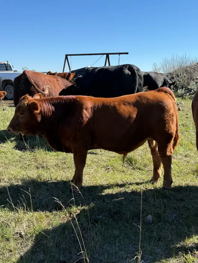Simmental bull calf | Livestock | Regina | Free local classifieds - Kijiji