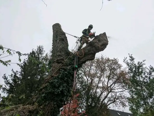 Tree Pruning And Removal 647 654-1884 in Lawn, Tree Maintenance & Eavestrough in City of Toronto - Image 3