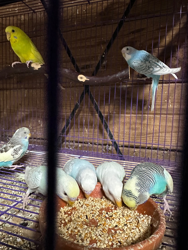 Budgies for sale  in Birds for Rehoming in Abbotsford