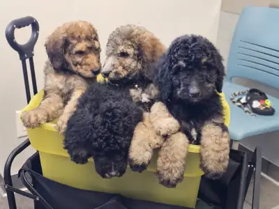 SOLD - Check out my Instagram for future litters!, View more