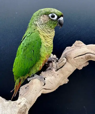 CONURES MAROON-BELLIED FEMELLE NAM, View more