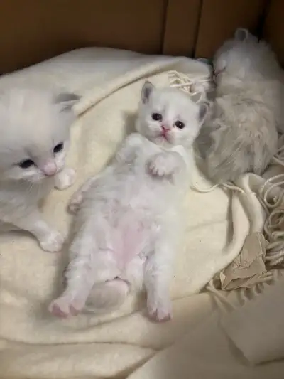 ONLY ONE Healthy Purebred Ragdoll Kitten | Vet Certified, View more