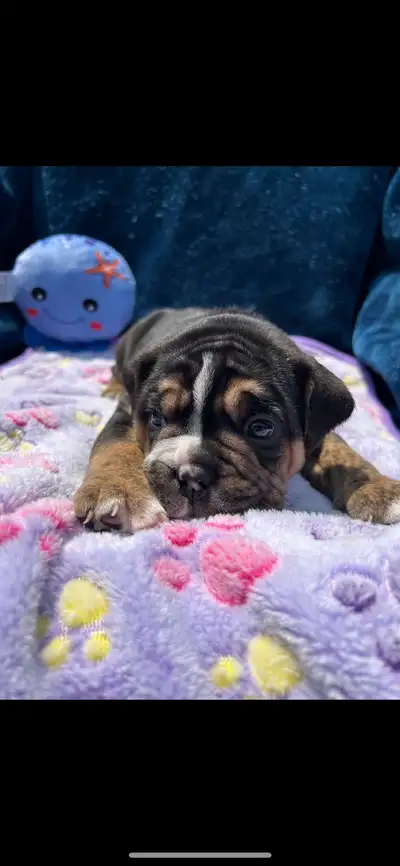 We have had 8 beautiful olde english Bulldog puppies. Dad (Clyde) is 5 year old pure breed blue tri...