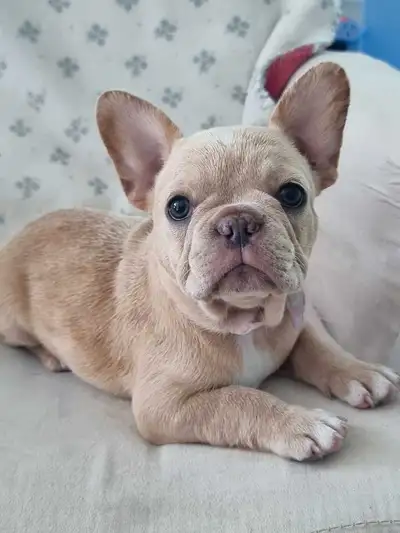 CKC Registered French Bulldog Puppies , View more
