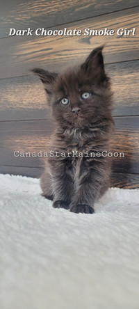 Maine coon purebred kittens