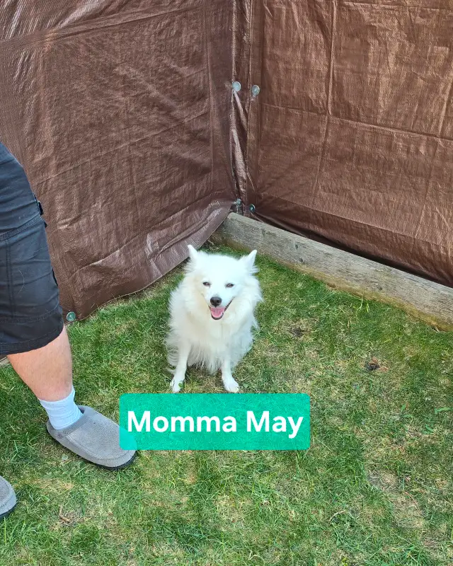 *Only 4 left!* Pomimo puppies in Dogs & Puppies for Rehoming in Edmonton - Image 6